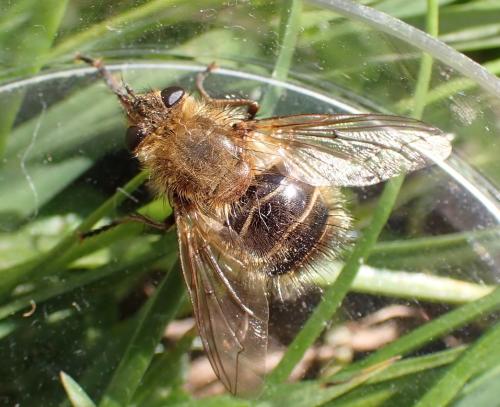 Tachina ursina